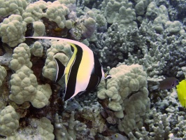 48 Moorish Idol IMG 2343